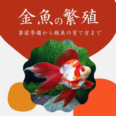 金魚溶尾